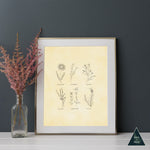 Vintage Botanical Herbs Art Print