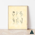 Vintage Botanical Herbs Art Print