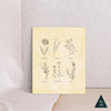 Vintage Botanical Herbs Canvas Print